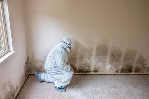 Mold Damage Remediation Services